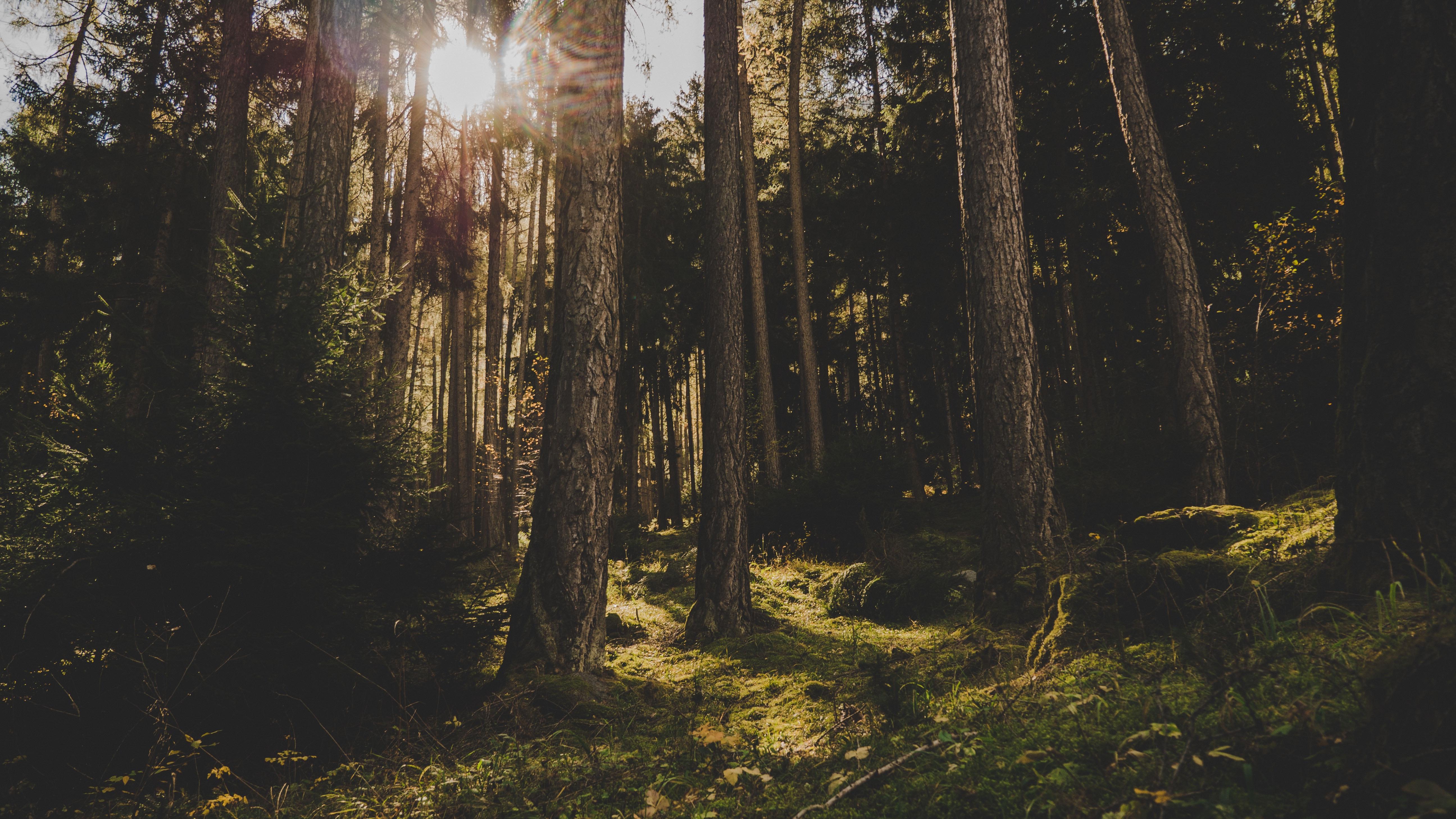 A scenic photo of trees taken in the woods